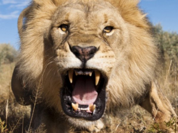 Лев напал на охотников, позировавших с убитым сородичем (ВИДЕО)