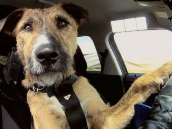Видео с поющим за рулем псом из Брянска стало хитом в Сети (ВИДЕО)