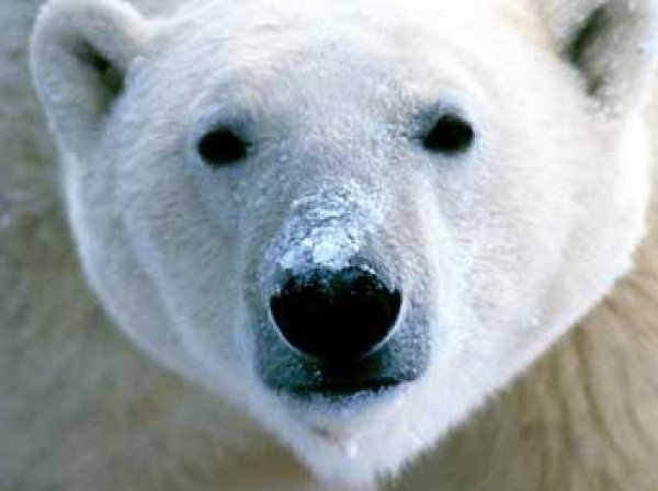 Сеть взорвали селфи мамы и дочки с мертвым белым медведем (ФОТО)
