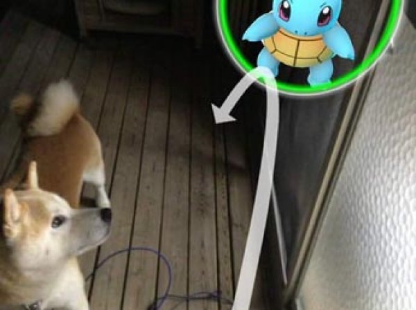В Японии домашние животные научились "видеть" покемонов