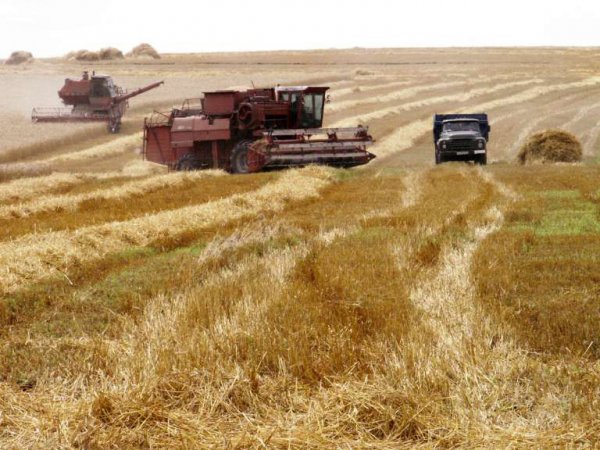 Китай запретил к ввозу урожай из Украины