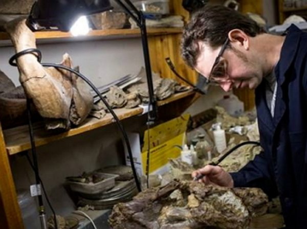 Российские ученые собрали скелет нового вида динозавров из Сибири
