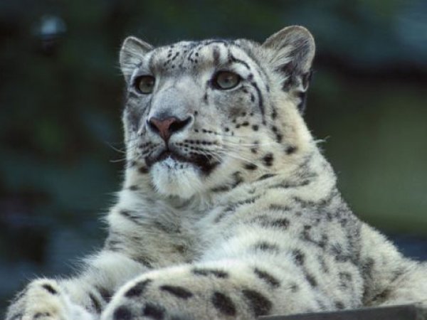 На Украине посетители зоопарка отравили пуму и снежного барса