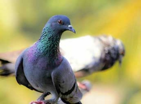 В Орле семья из трех человек погибла из-за голубя