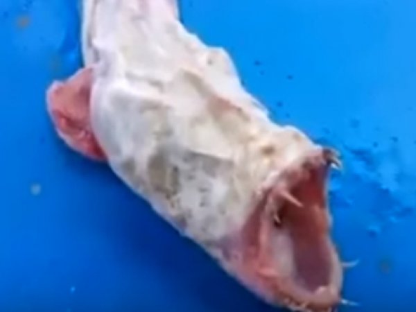 Ютуб ВИДЕО рыбы-мутанта, выловленной в Якутии, поставило в тупик зоологов