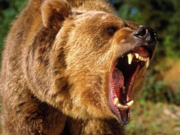 Медведь напал на геолога в Якутии
