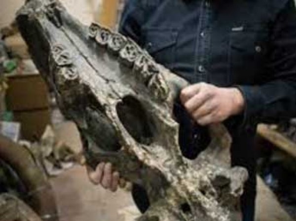 В США ученые нашли гигантский череп неизвестного науке существа (ФОТО)