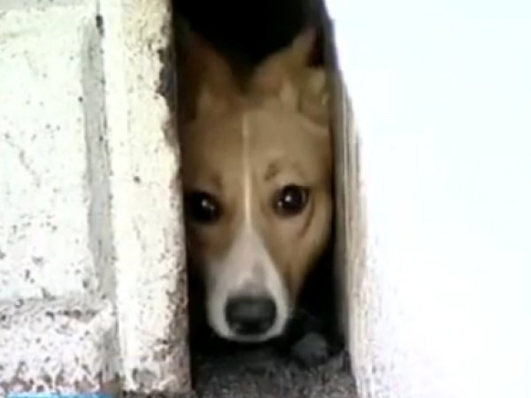В Хабаровске спасатели освободили замурованную три года назад собаку (ВИДЕО)