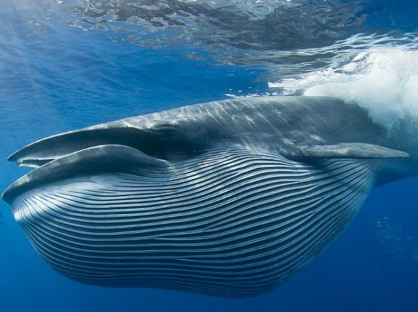 В Великобритании посреди поля нашли кита (ФОТО)