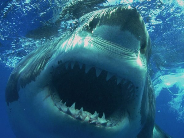 Ученые обнаружили останки огромной древней акулы