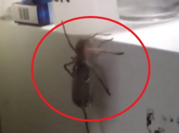 Youtube шокировало ВИДЕО, как гигантский паук поймал мышь