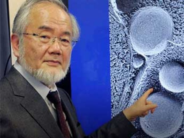 Ученый из Японии получил "нобеля" за доказательство самоедства