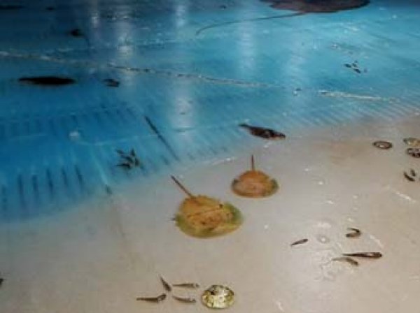 В Японии 5 тысяч рыб вморозили в каток (ВИДЕО)
