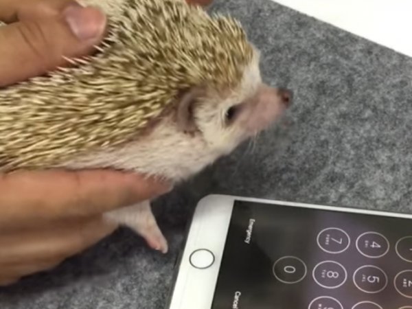 Youtube "взорвало" ВИДЕО с ежом, разблокировавшим iPhone 7