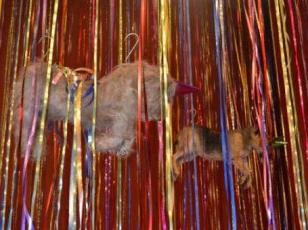 "Трэш и деградация!": выставка с мертвыми животными на крюках шокировала посетителей Эрмитажа (ФОТО)