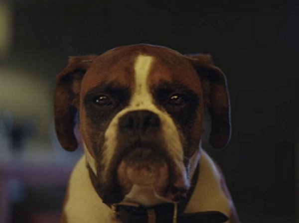 Рождественское ВИДЕО про пса, барсука и ежа на батуте стало мегахитом Youtube