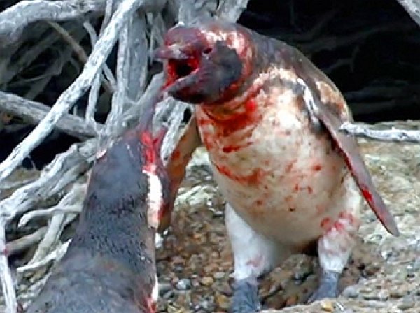 ВИДЕО кровавой бойни пингвинов ужаснуло Youtube