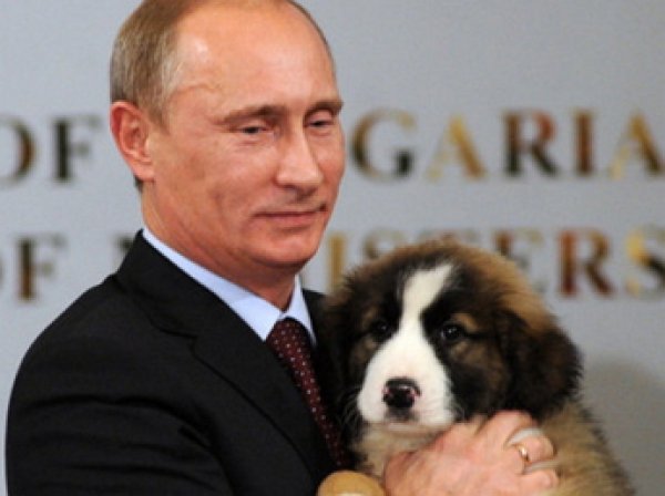 Путин поддержал ужесточение наказания за жестокое обращение с животными