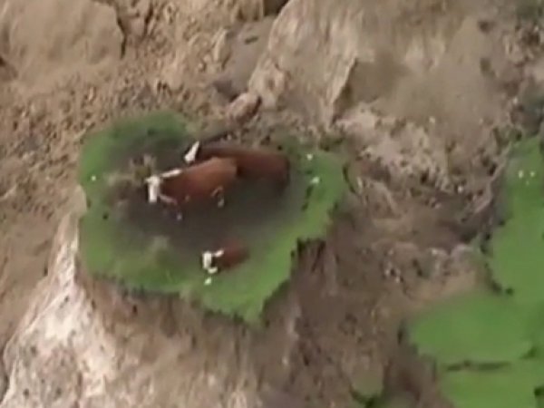 Землетрясение в Новой Зеландии оставило коров на необычном "острове" (ВИДЕО)