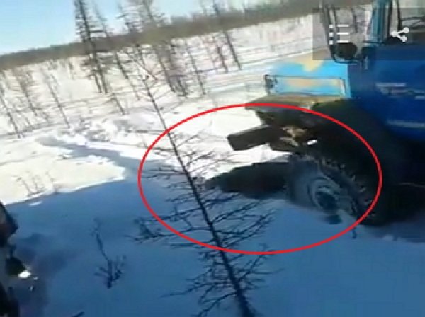 На YouTube появилось ВИДЕО допроса живодера, забившего бурого медведя ломом в Якутии