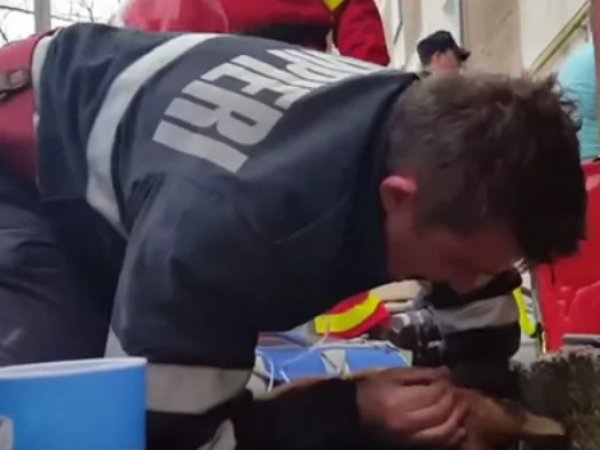 YouTube ВИДЕО спасения собаки в Румынии сделало пожарного героем соцсетей (ВИДЕО)