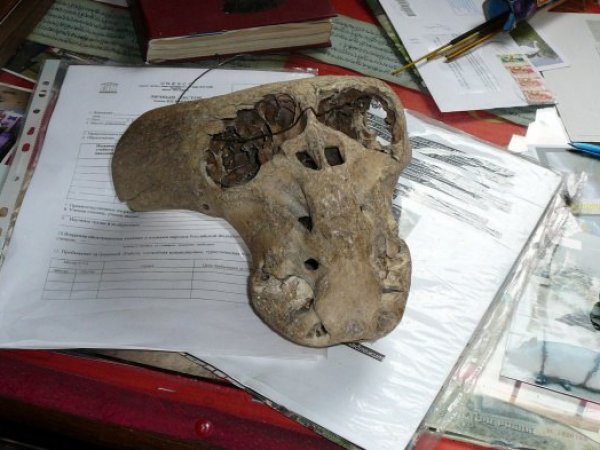 В Адыгее нашли сундук нацистов с "инопланетными» черепами" внутри