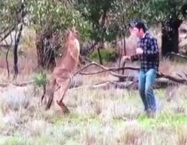 YouTube "взорвало" ВИДЕО с австралийцем, отбившим врукопашную у кенгуру свою собаку