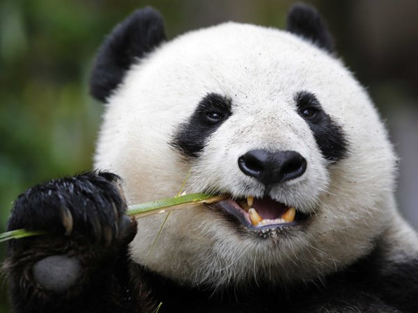 В Китае гигантская панда сломала ученому обе руки