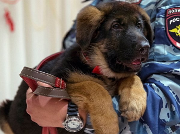 Российского пса Добрыню признали непригодным к службе во Франции