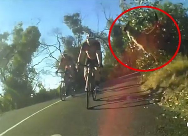 На YouTube появилось ВИДЕО прыжка кенгуру через мчащегося велосипедиста