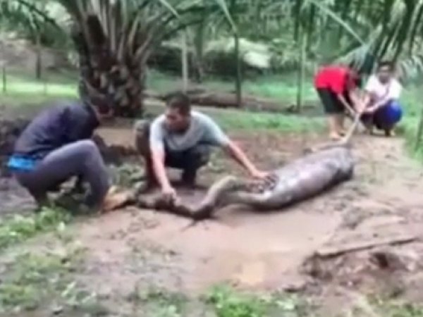 YouTube ВИДЕО: в Малайзии гигантский питон проглотил сразу двух коз