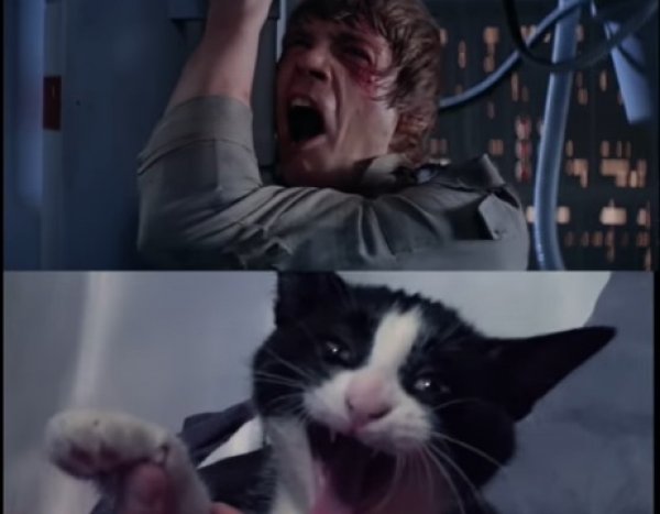 YouTube "взорвала" ВИДЕОпародия с котами на "Звездные войны"