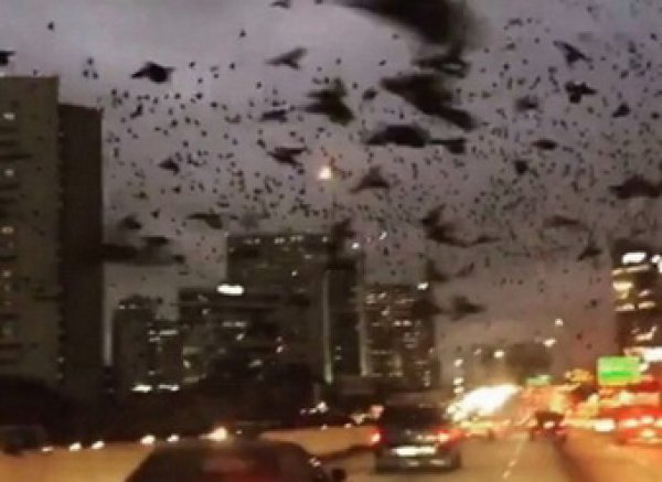 YouTube ВИДЕО с трассы в Хьюстоне напоминало ужастик "Птицы" Хичкока