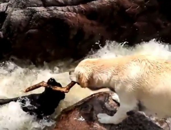 YouTube ВИДЕО дня: собака спасла тонущего пса из бурлящей реки