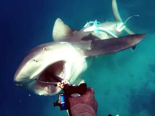YouTube ВИДЕО с дайвером, отбившемся от акулы, стало хитом в Сети