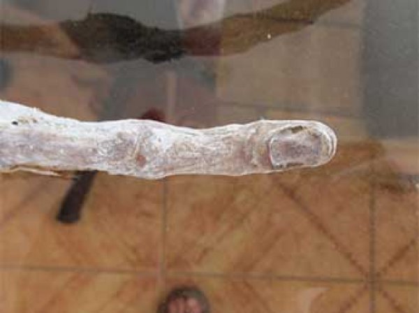 Ученые нашли в Перу руку пришельца со странными пальцами (ФОТО)