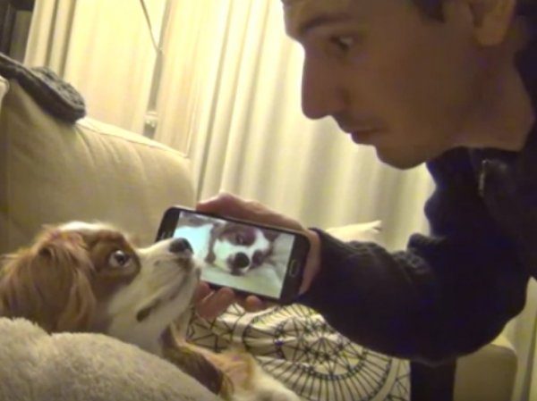 YouTube ВИДЕО с храпящей собакой стало хитом в Интернете