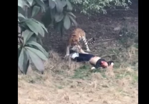 YouTube шокирован ВИДЕО, как тигр растерзал мужчину  в зоопарке Китая