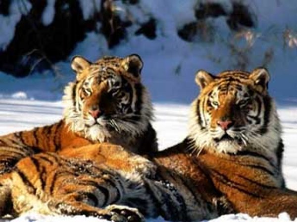 В Приморье два тигра на трассе напугали автомобилистов (ВИДЕО)
