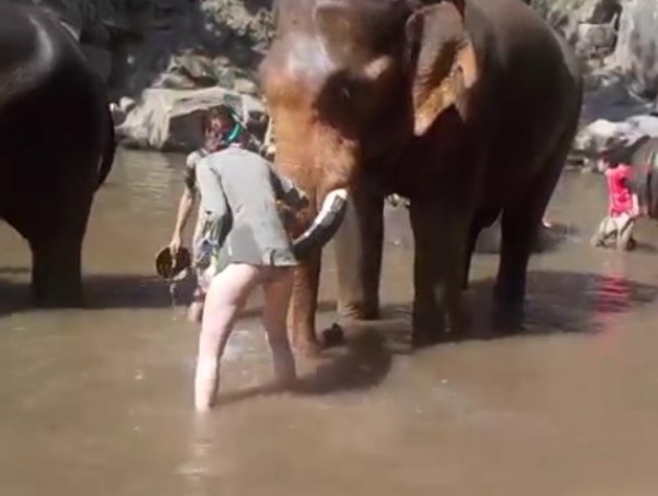 YouTube ВИДЕО: в Таиланде слон едва не убил назойливую туристку