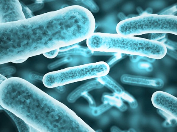 Ученые рассказали, как внеземные бактерии могут уничтожить человечество