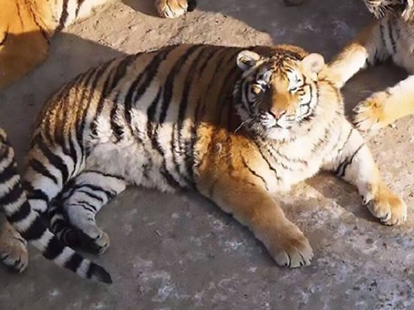 В зоопарке Китая неожиданно растолстели амурские тигры (ФОТО)