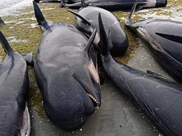 В Новой Зеландии на берег выбросились 400 черных дельфинов (ФОТО, ВИДЕО)