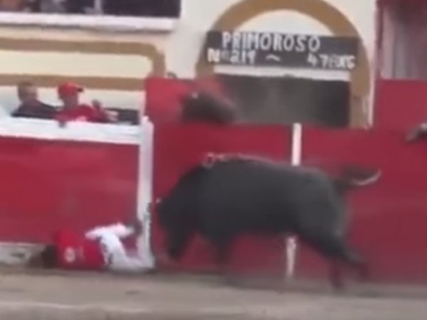 YouTube ВИДЕО: в Мексике быки напали на зрителей во время корриды