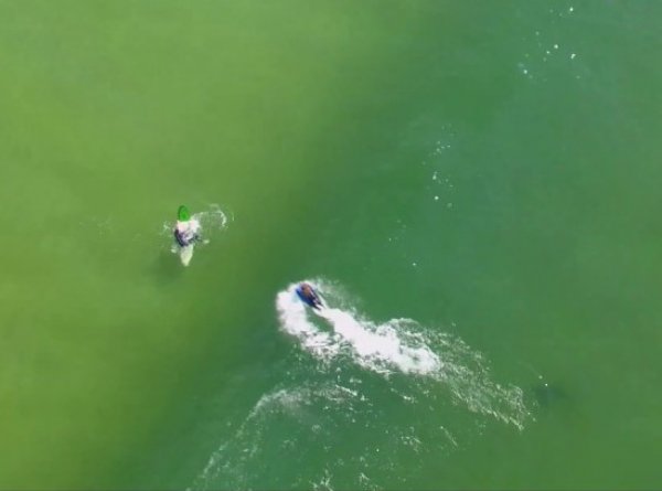YouTube шокировало ВИДЕО охоты акулы-людоеда на серферов в Австралии