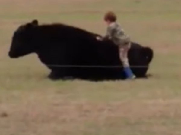YouTube ВИДЕО: ребенок оседлал огромного быка из-за спора с отцом на