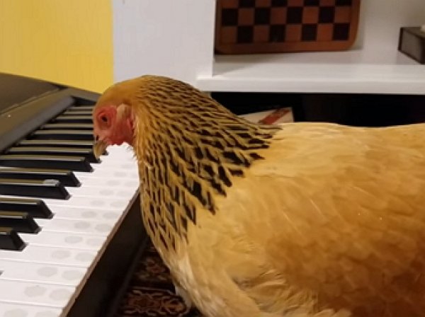 YouTube ВИДЕО: курица исполнила американскую патриотическую песню