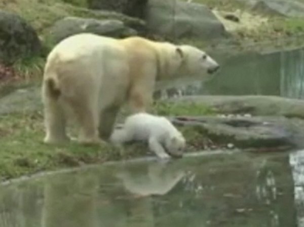 В Германии белый медвежонок впервые прогулялся на публике (ВИДЕО)