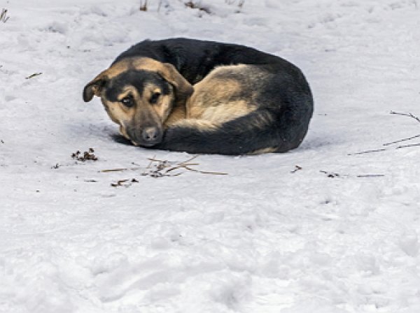 Собака спасла жизнь брошенному на морозе ребенку на Алтае