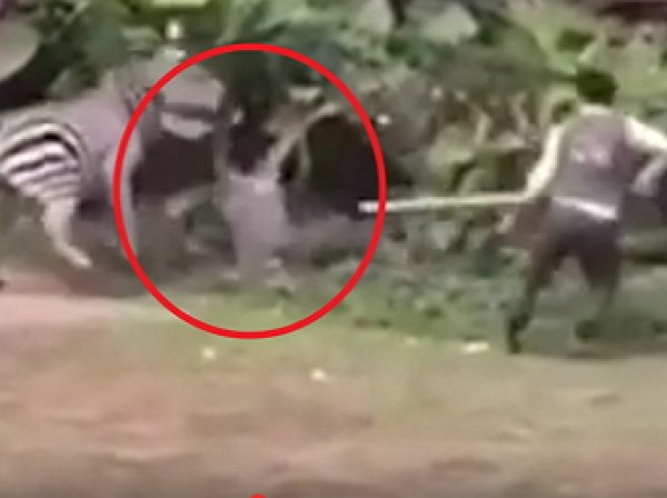 YouTube шокирован ВИДЕО жестокого нападения зебры на сотрудника зоопарка в Китае